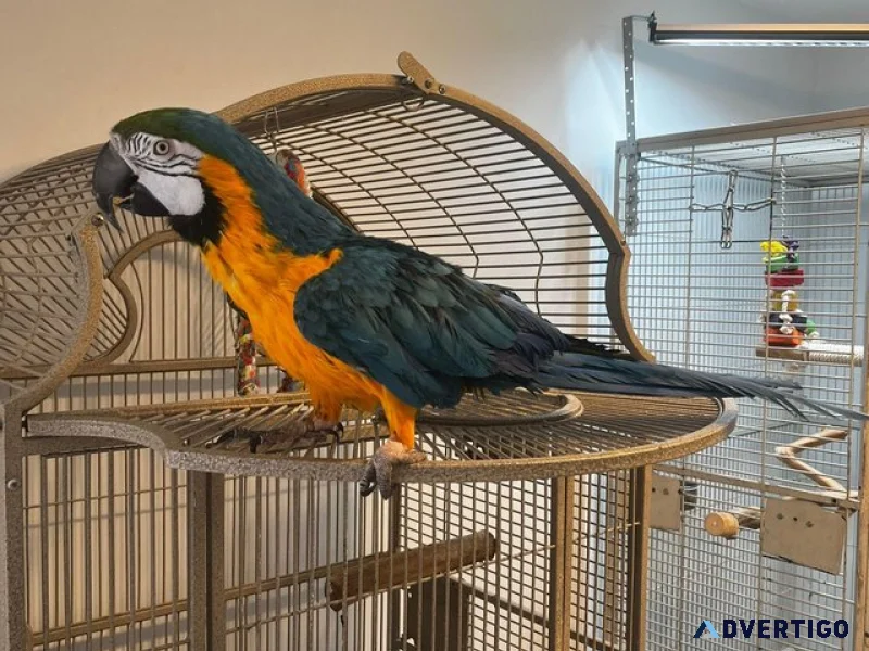 Super tame blue and gold macaw parrot