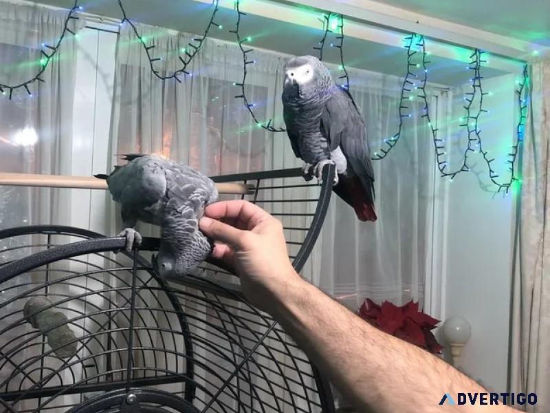 Pair of african gray parrots
