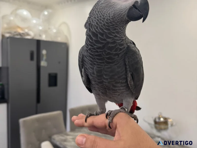 Talking african gray parrot