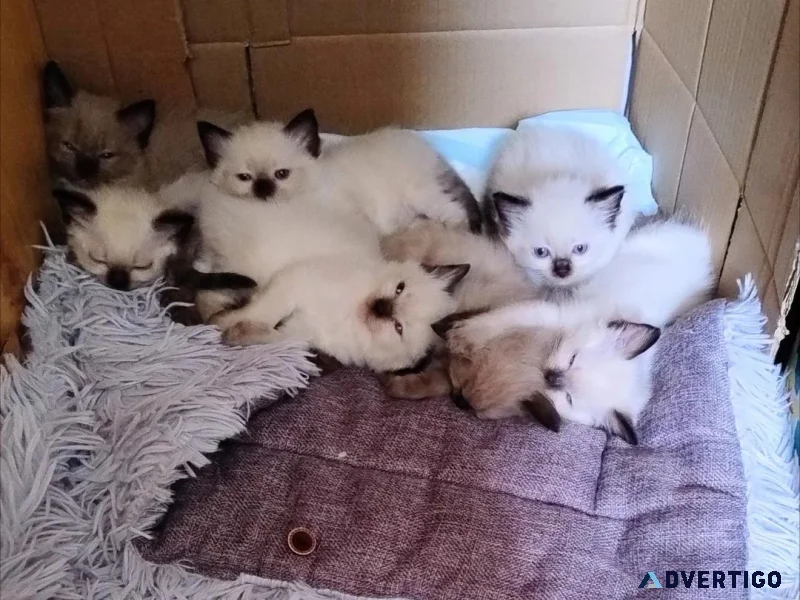 Pure bred ragdolls need loving homes