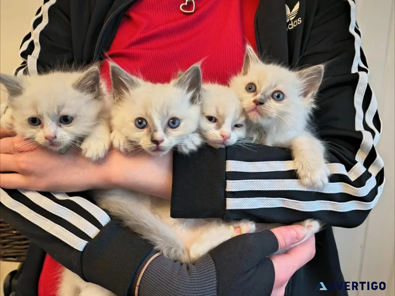 Fluffy ragdoll kittens ready t go