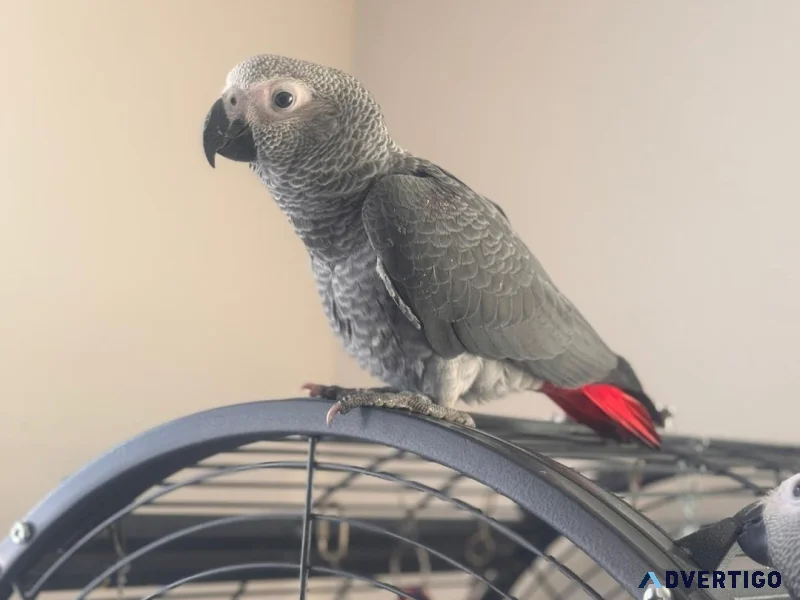 Forever african gray parrot