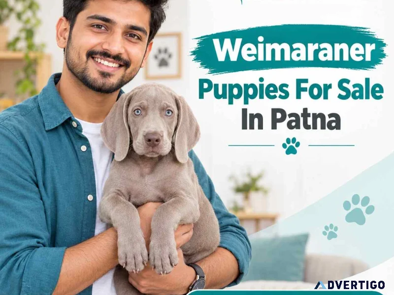 Weimaraner puppies for sale in patna