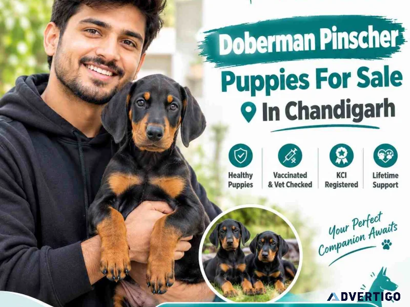 Doberman pinscher puppies for sale in chandigarh