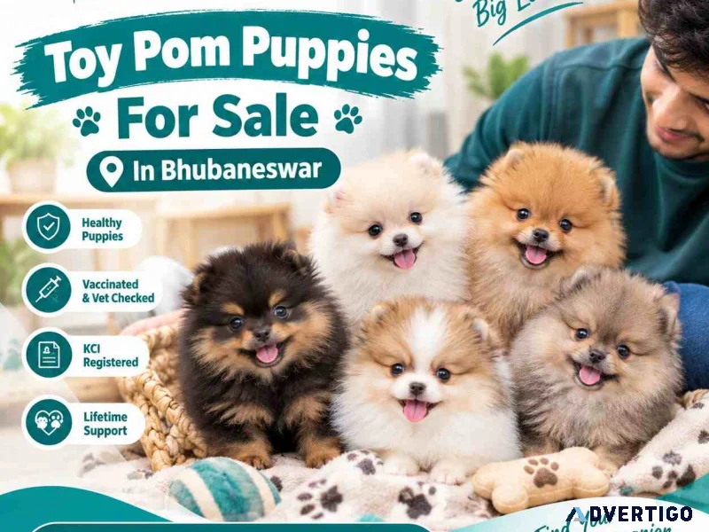 Toy pom puppies for sale in bhubaneswar