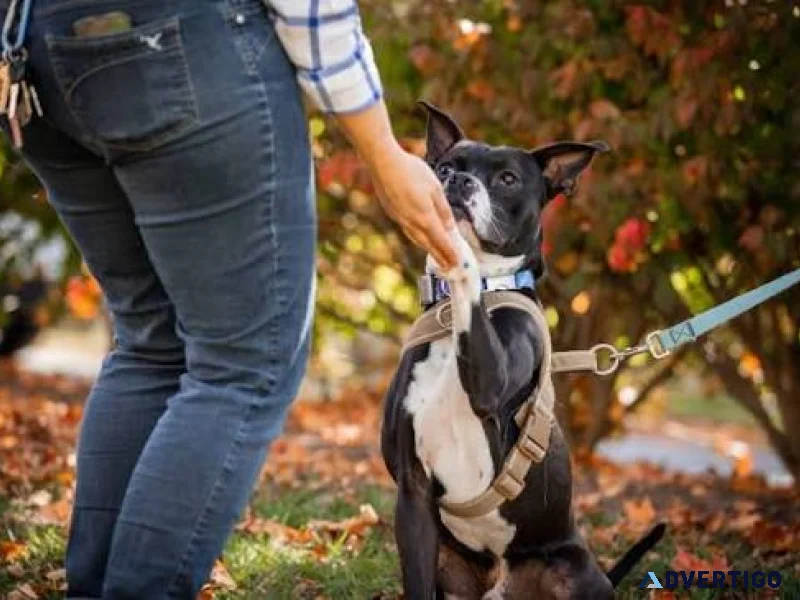 Dog bite safety training for technicians prevention and protec