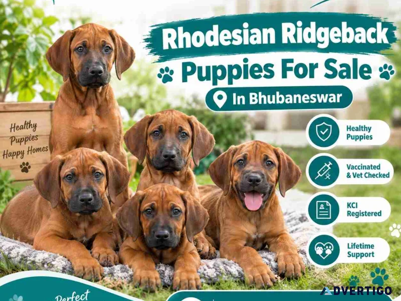 Rhodesian ridgeback puppies for sale in bhubaneswar