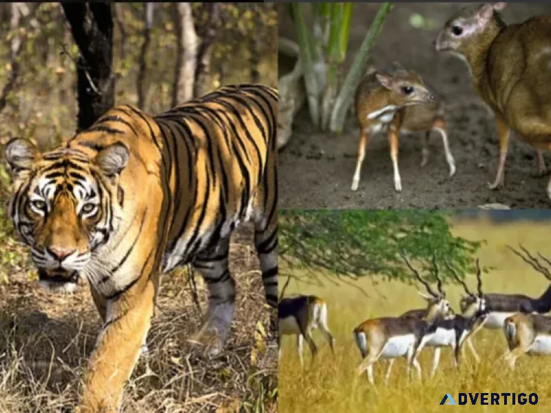 Jungle safaris ecoadventure in kanger valley national park