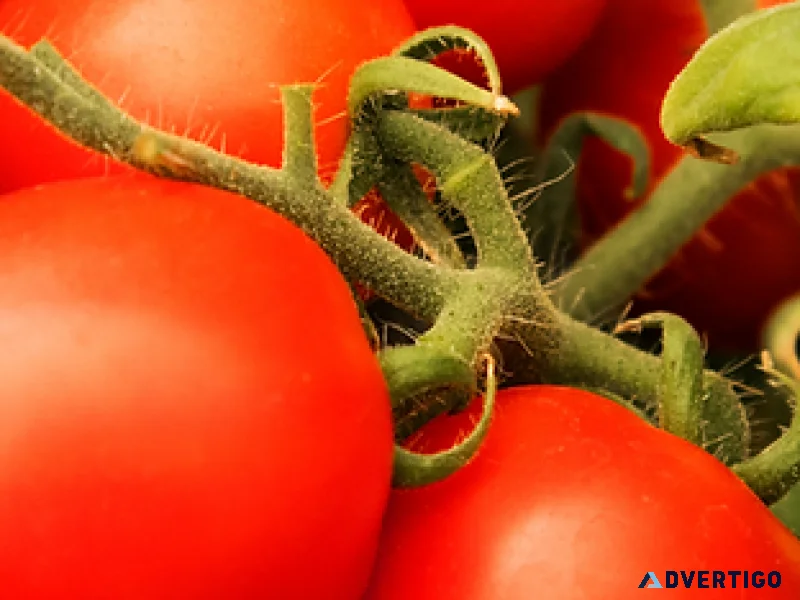 Hybrid vegetable seeds online platinum seeds