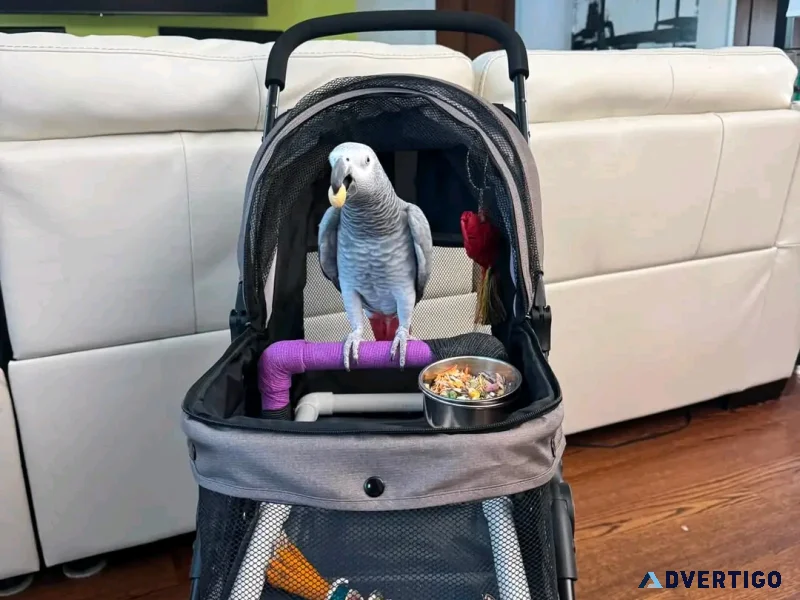 Adorable parrots for rehoming