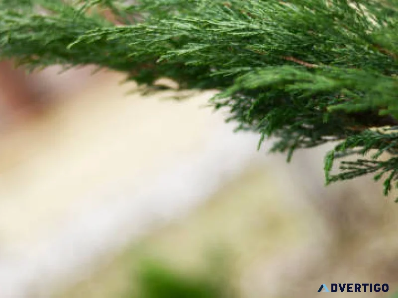 Leyland cypress disease treatment expert tree care