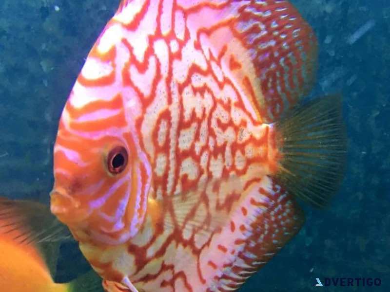 Arowana fish and full tank setup for sale