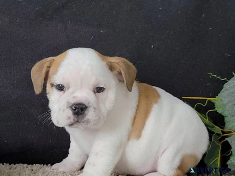 Adorable english bulldog puppies looking for loving forever home