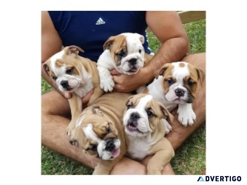 English bulldog puppies for saleadoption