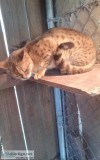 Bengal cat
