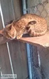 Bengal cat
