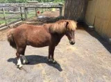 Captain Jack - Male Miniature Mix