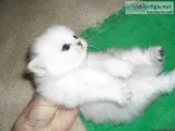Persian Silver Chinchilla Kittens - CFA - Home raised