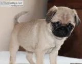Health Guarantee Pug Puppies For Sale