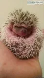 Baby hedgehogs to good home