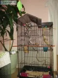 CAGE WITH FLOCK OF FINCHES 65.