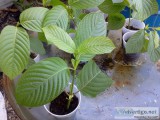 Kratom Plants (Mitragyna Speciosa)