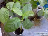 Kratom Plants (Mitragyna Speciosa)