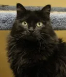 Bonnie - Female Cymric
