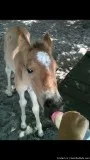 Kiddie Town Party Ponies