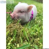 Mini Micro Pig Female