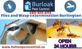 Flies and Wasp extermination Burlington