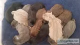 LABRADOR PUPPIES AKC