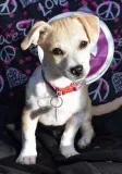 Buster  D4049 - Male ChihuahuaTerrier (Unknown Type Medium) Mix