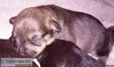 Miniature Schnauzer Puppies