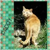 Paddy - Male Domestic Shorthair