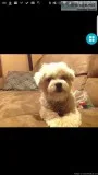 Miss dog