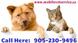 Affordable Mobile Veterinary Service in Toronto
