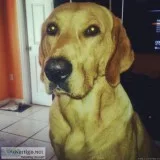 Looking for a Female Labrador for my Male Labrador