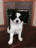 Papillons AKC champion bloodlines