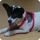 Neo - Female Basenji Mix