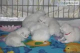 Pure Bred Ragdoll Kittens TICA Reg