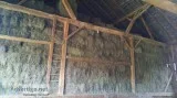 Hay For Sale  Orchard Grass  Horse Hay