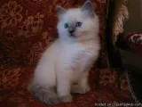 Beautiful Ragdoll Kittens Available For X-mass