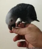 Pair of talking singing and dancing African Grey Parrots with 4f