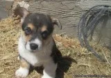 Beautiful Pembroke Welsh Corgi Puppies available