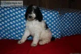 Joey Standard Poodle