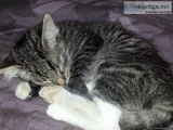 Fostered Kittens - North Fontana