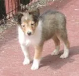 AKC Shetland Sheepdog puppies puppies and more puppies...