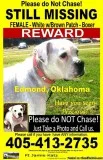 LOST WHITE BOXER