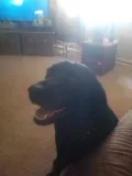free black lab